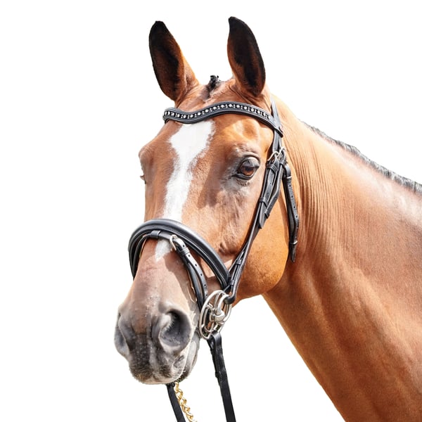 Whitaker Lynton Leather Horse Flash Bridle