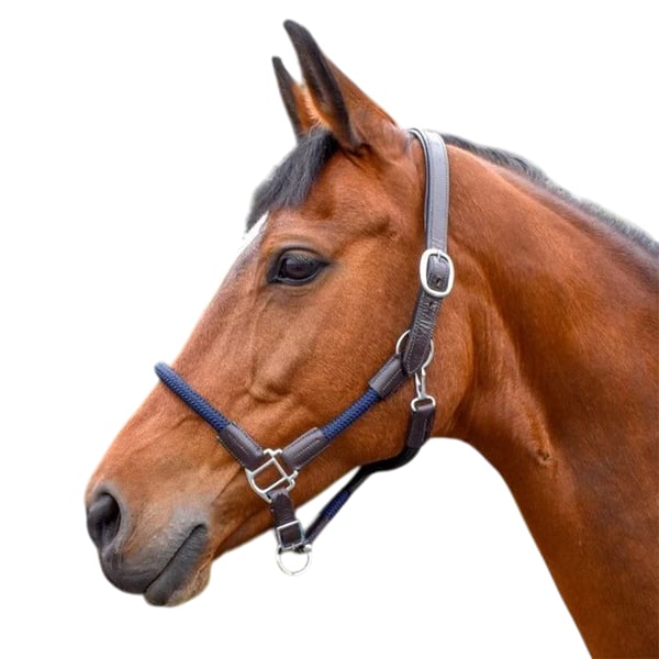Whitaker Raywell Leather Soft Horse Rope Headcollar