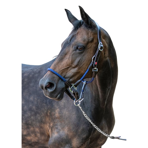 Whitaker Raywell Leather Soft Horse Rope Headcollar