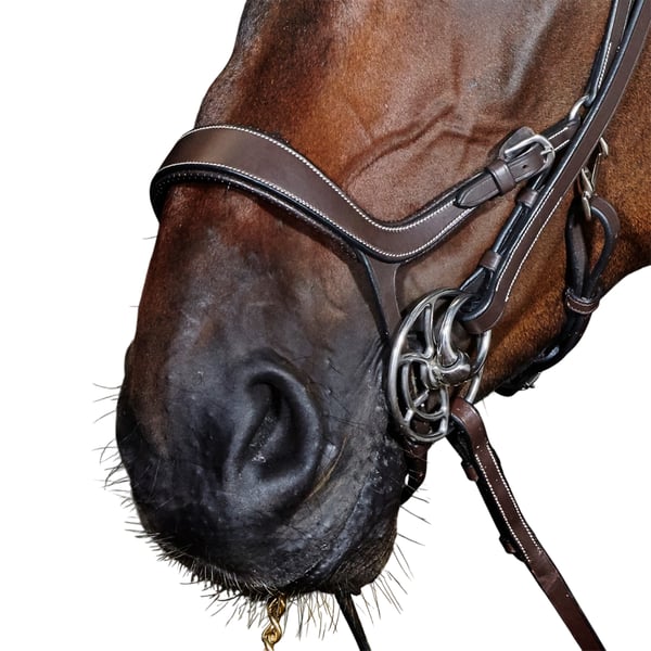 Whitaker Chicago Breathable Leather Anatomical Horse Bridle With Reins