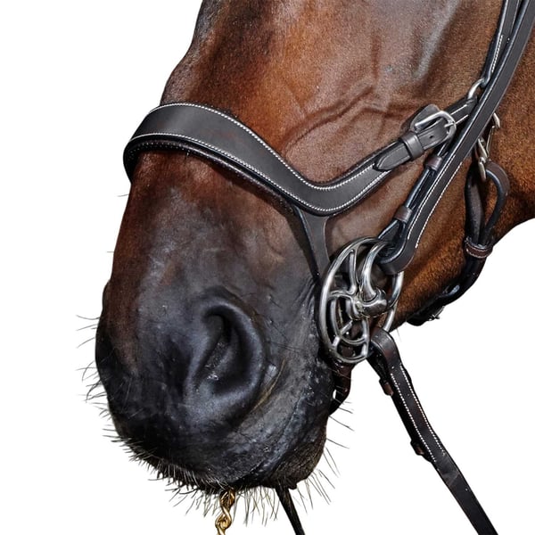 Whitaker Chicago Breathable Leather Anatomical Horse Bridle With Reins
