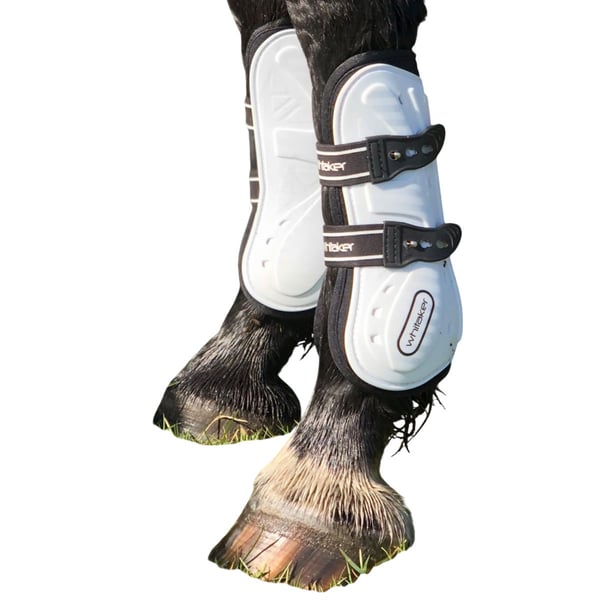 Whitaker Bingley Hästsenskydd (4-pack)