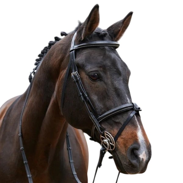 Whitaker Eastwood Raised Flash Leather Horse Bridle With Reins