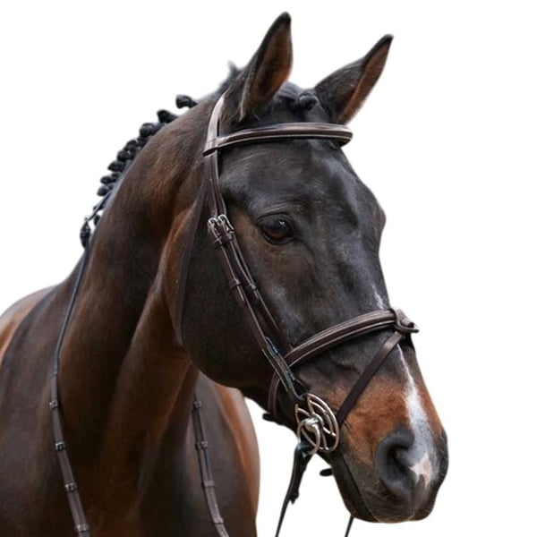 Whitaker Eastwood Raised Flash Leather Horse Bridle With Reins