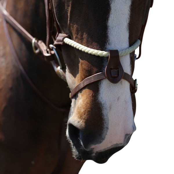 Whitaker RNB Leather Horse Noseband