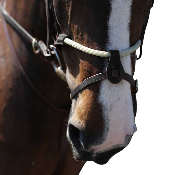 Whitaker RNB Leather Horse Noseband