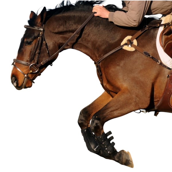 John Whitaker Valencia Leather 5-Point Horse Breastplate