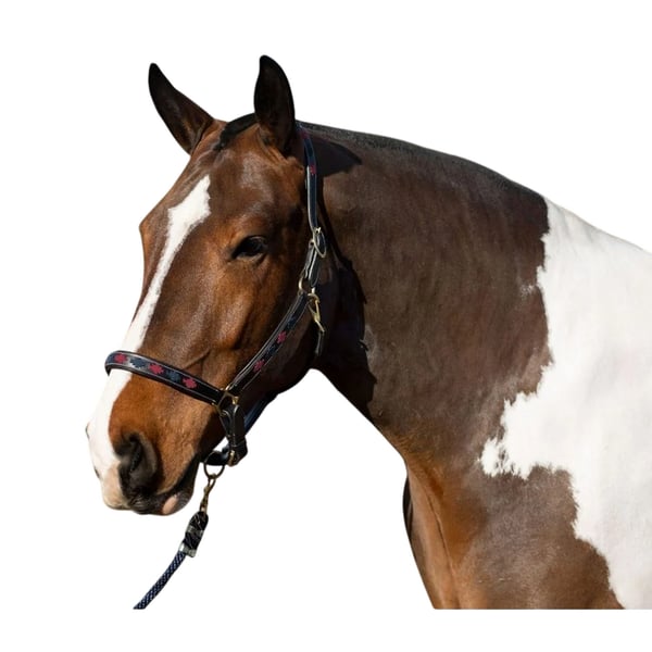 Gallop Diamond Leather Padded Horse Headcollar