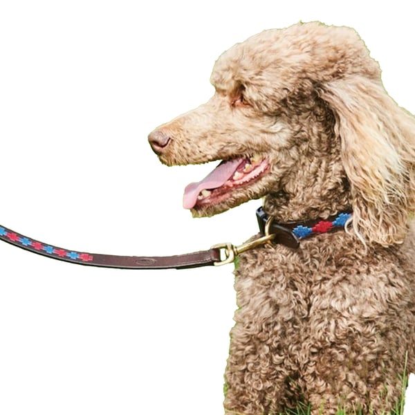 Weatherbeeta Polo læder hundehalsbånd