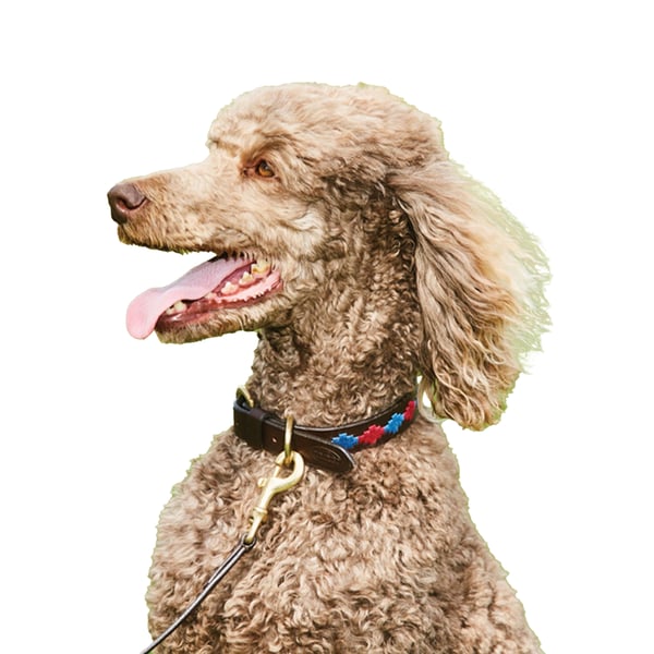 Weatherbeeta Polo læder hundehalsbånd