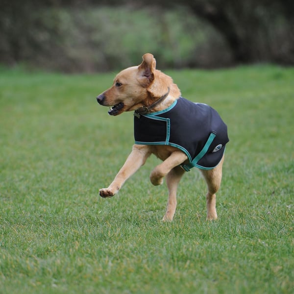 Weatherbeeta Green-Tec Midweight hundefrakke