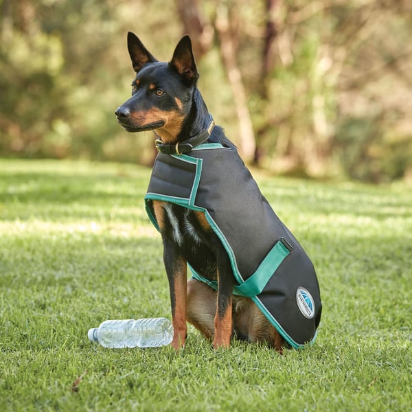 Weatherbeeta Green-Tec Midweight hundefrakke