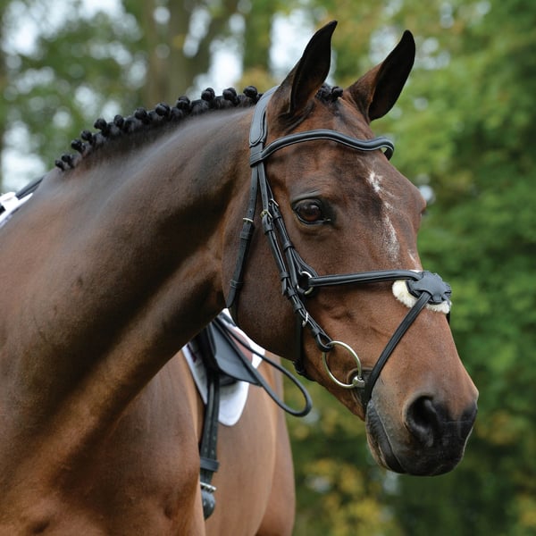 Collegiate Comfitec Grackle Leather Horse Bridle