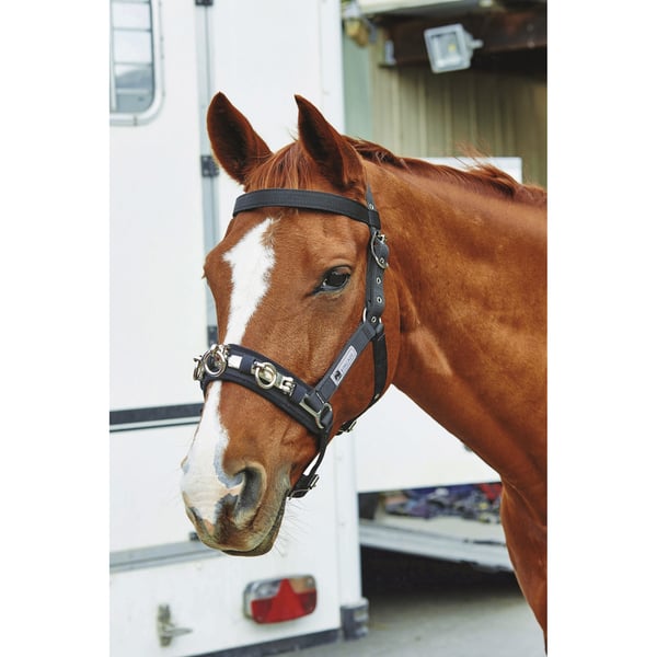 Kincade Coordinate Lunge Cavesson