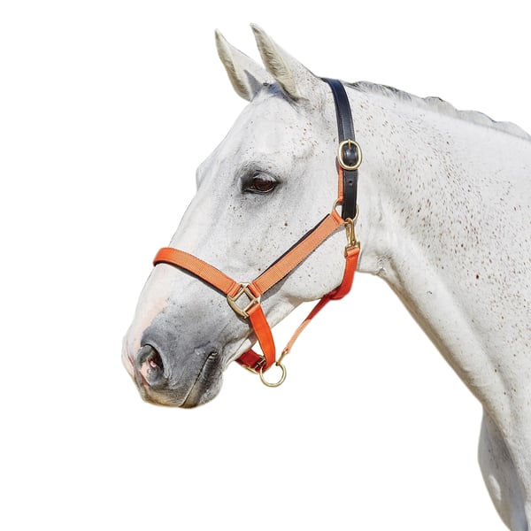 Kincade Deluxe Webbed Headcollar With Leather Crown