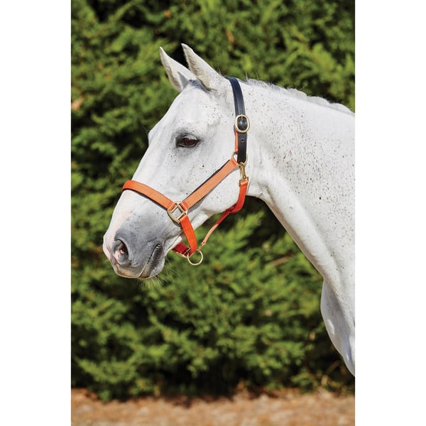Kincade Deluxe Webbed Headcollar With Leather Crown