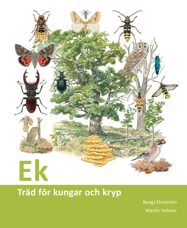 Tammi - Kuninkaiden ja ötököiden puu (Kirja / Tanskalainen sidonta) Tammi - Kuninkaiden ja ötököiden puu (Kirja / Tanskalainen sidonta)