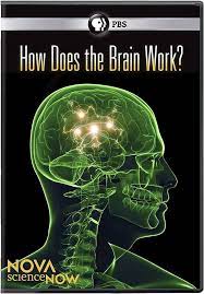 Nova Science Now: How Does The Brain Wor DVD Pre-Owned Region 2