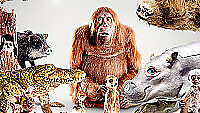 Spy in the Wild DVD (2017) David Tennant Cert E 2 Discs Region 2 Brand New