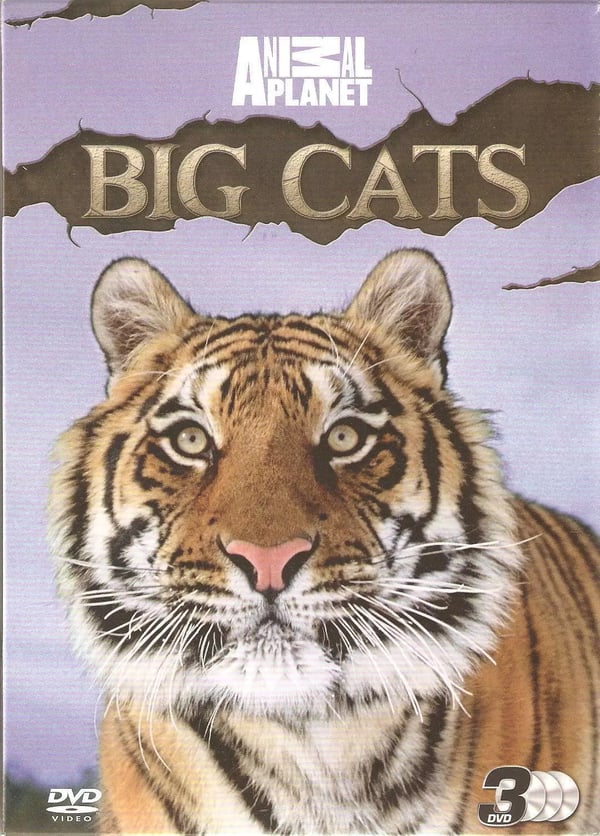 BIG CATS Discovery Channel 3 DVD BOX SET - AMBA THE RUSSIAN TIGER + WHITE LIONS Region 2 Brand New