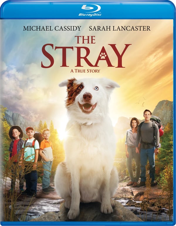 STRAY 2019 / Region A Bluray Brand New