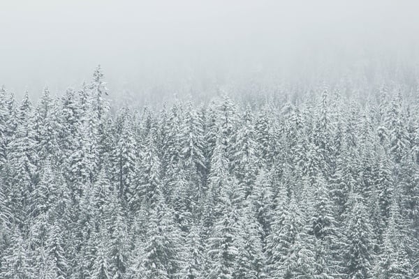 Snow Falling With Relaxing Sounds DVD