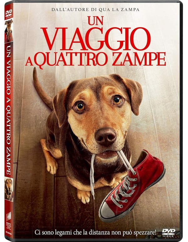 Un Viaggio a Quattro Zampe (Dallas Howard, Ashley Judd, Edward) DVD Un Viaggio a Quattro Zampe (Dallas Howard, Ashley Judd, Edward) DVD