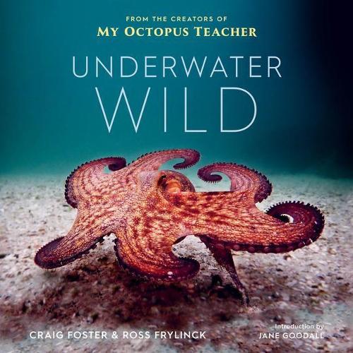 Underwater Wild: Min blæksprutte-lærers