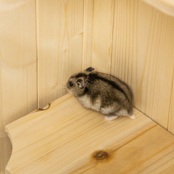Hamsterinhäkki 60x40x120 cm luonnonpuu, puu