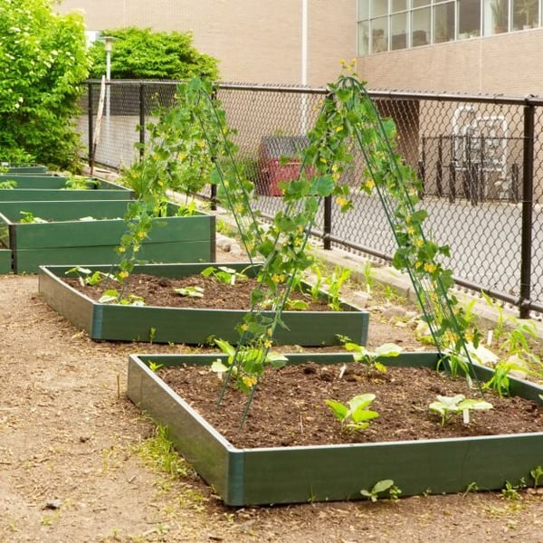 Have espalier, 220x50 cm, sort