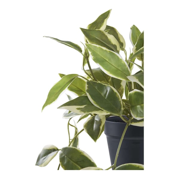 Växt, Hoya, grön, PE-plast