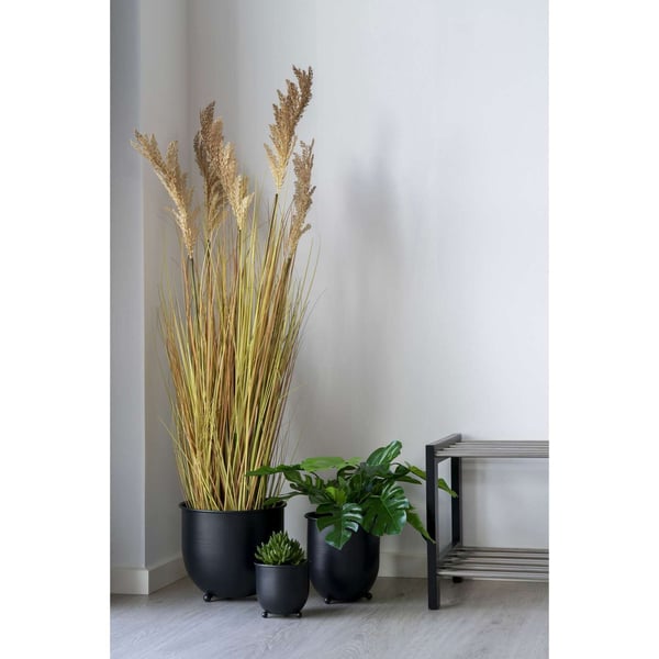 Plante, Sorghum, naturfarvet