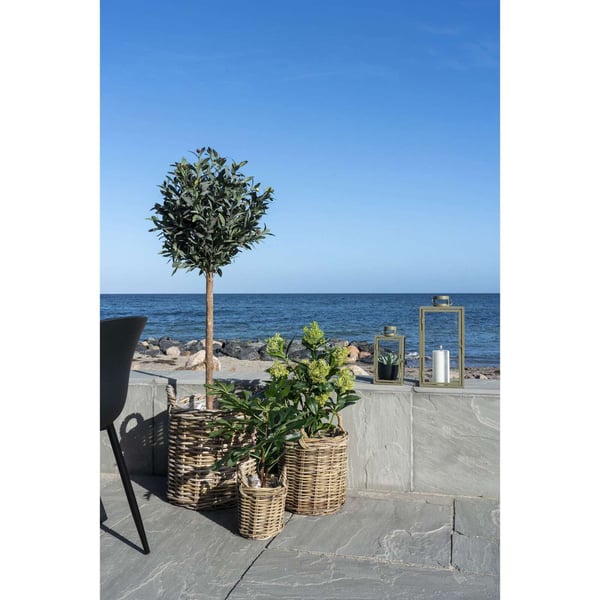 Plante, Skimmia, grøn, PE-plast