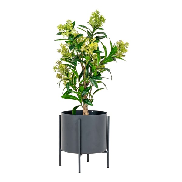 Plante, Skimmia, grøn, PE-plast