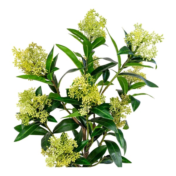 Plante, Skimmia, grøn, PE-plast