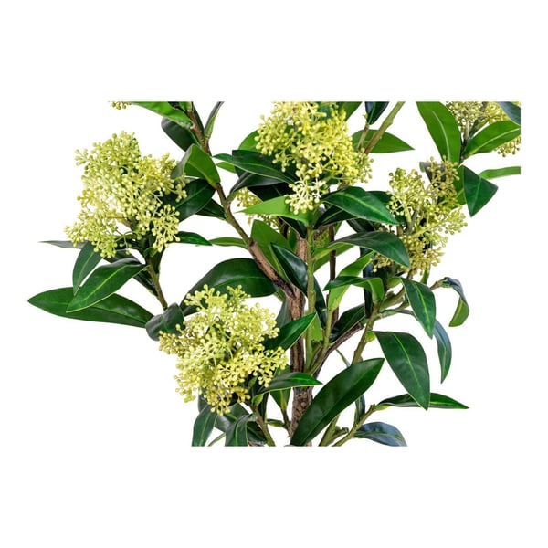 Plante, Skimmia, grøn, PE-plast