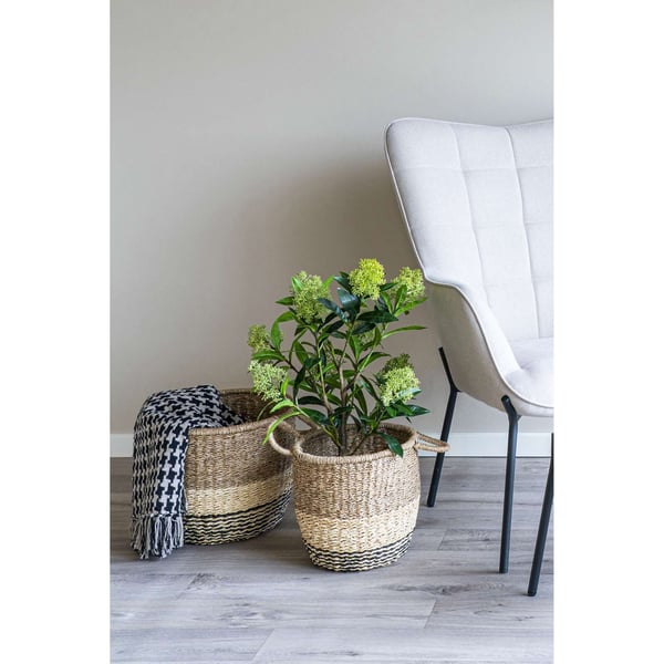 Plante, Skimmia, grøn, PE-plast