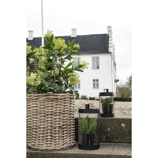 Plante, Skimmia, grøn, PE-plast