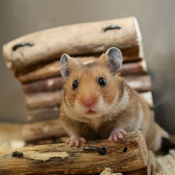 Hamsterin juoksupallo, 14 cm, kirkas, Kodustaar