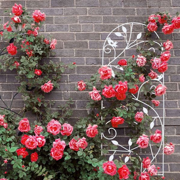 Espalier, 1.7 kg, 120x40x0.5 cm, Kodustaar
