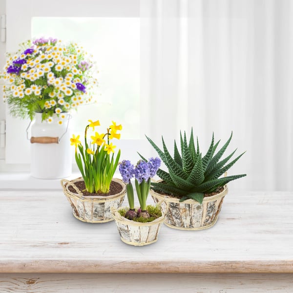 Blomkrukeset, 14x19 cm, 17,5x23 cm, 19x27,5 cm, Vit