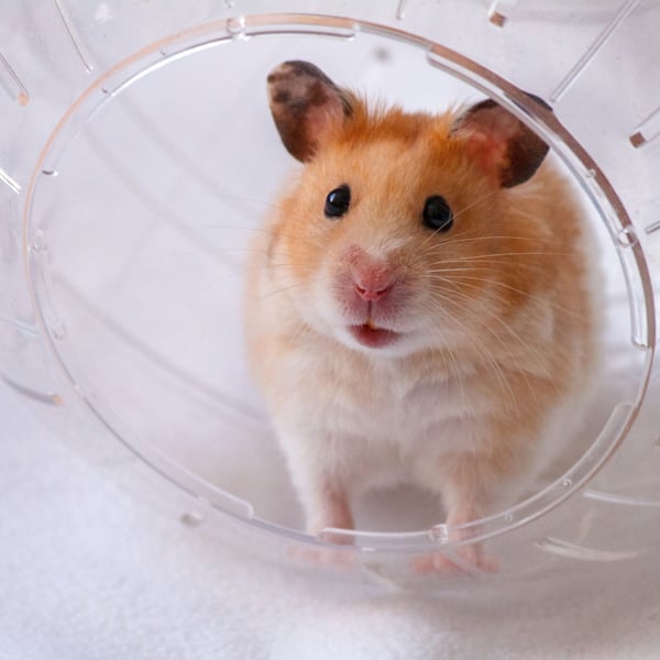 Hamsteripallo, 18,5 cm, valkoinen, Kodustaar