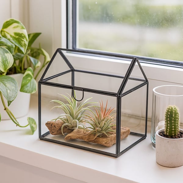 Glasterrarium, 16x16x11,5 cm, Kodustaar