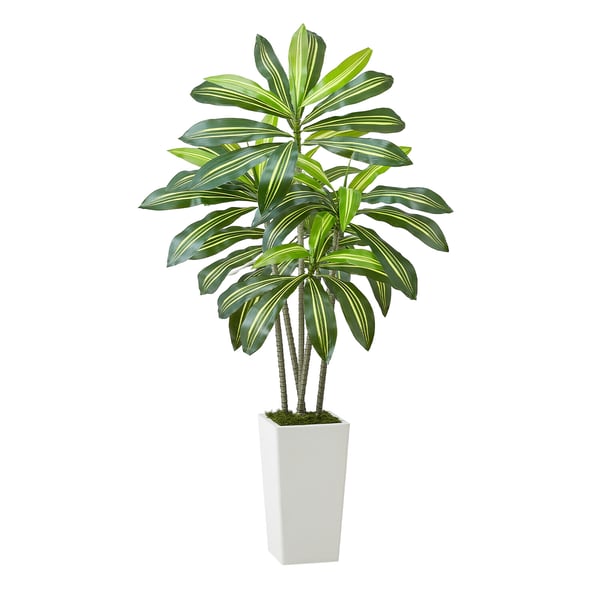 Konstgjord Dracaena-träd, 70x70x150 cm, Vit, PE-material