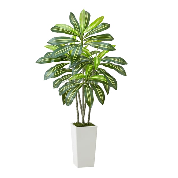 Konstgjord Dracaena-träd, 70x70x150 cm, Vit, PE-material