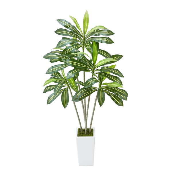 Konstgjord Dracaena-träd, 80x80x182,4 cm, Vit, Inomhus Utomhus Dekor