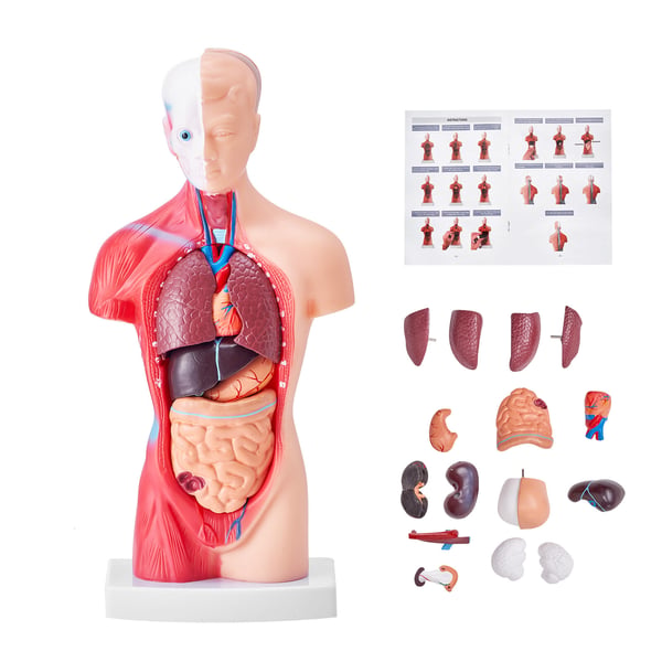 Ihmisen ylävartalon anatomiamalli, 12,5x7,5x28 cm, Opetusväline, PVC