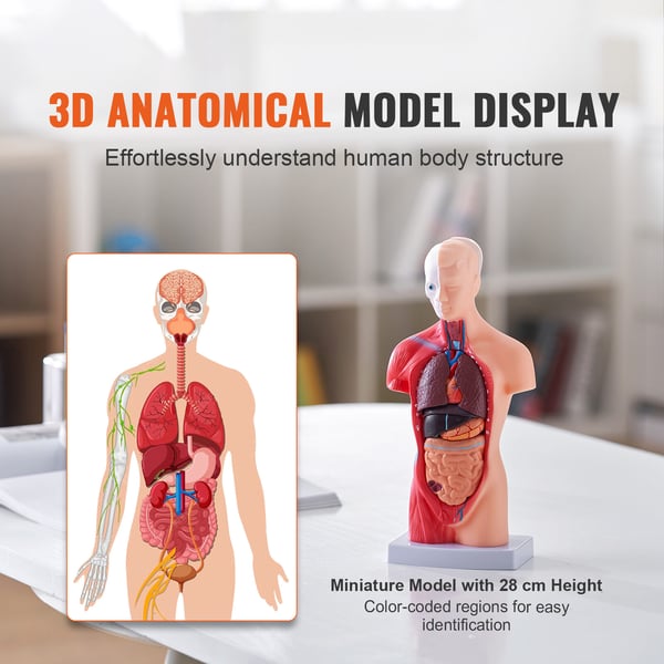 Människotorso Anatomi Modell, 12.5x7.5x28 cm, Undervisningsverktyg, PVC