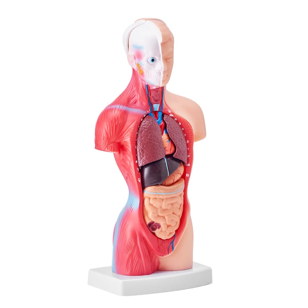Människotorso Anatomi Modell, 12.5x7.5x28 cm, Undervisningsverktyg, PVC