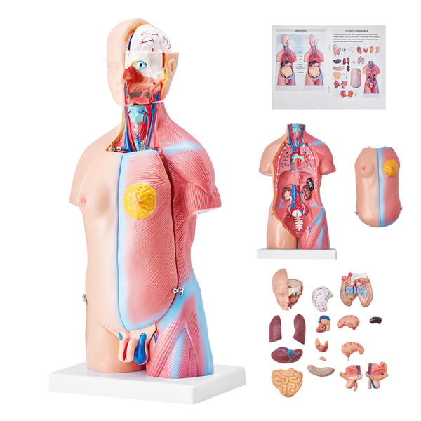 Menneskelig torso anatomimodel, 200x151x45.5 cm, Uddannelsesformål, PVC